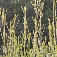 Melaleuca parvistaminea at Yarrow, NSW - 22 Jul 2024