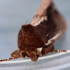 Hylaeora capucina at Moruya, NSW - 22 Jul 2024 by LisaH