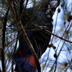 Calyptorhynchus lathami lathami (Glossy Black-Cockatoo) at Moruya, NSW - 22 Jul 2024 by LisaH