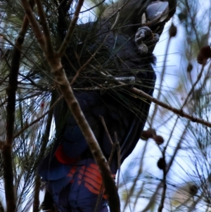 Calyptorhynchus lathami lathami at Moruya, NSW - suppressed