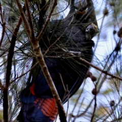 Calyptorhynchus lathami lathami at Moruya, NSW - suppressed