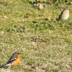 Petroica phoenicea (Flame Robin) at Kambah, ACT - 22 Jul 2024 by HelenCross