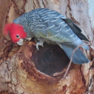 Callocephalon fimbriatum at Deakin, ACT - 22 Jul 2024