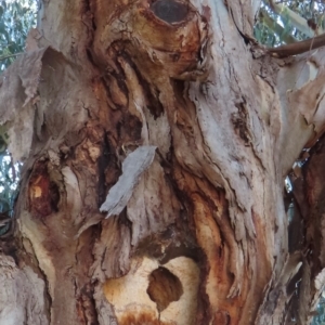 Callocephalon fimbriatum at Deakin, ACT - 22 Jul 2024