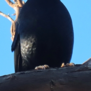 Ptilonorhynchus violaceus at Chapman, ACT - 22 Jul 2024