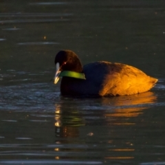 Fulica atra (Eurasian Coot) at Benalla, VIC - 14 Jul 2024 by jb2602