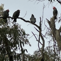 Callocephalon fimbriatum (Gang-gang Cockatoo) at Lerderderg, VIC - 22 Jun 2024 by Danddhiker