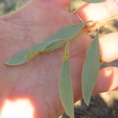 Eucalyptus coolabah at Longreach, QLD - 22 Jul 2024 by lbradley