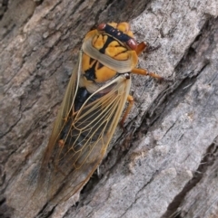 Cyclochila australasiae (Greengrocer, Yellow Monday, Masked devil) at Herne Hill, VIC - 7 Dec 2022 by WendyEM