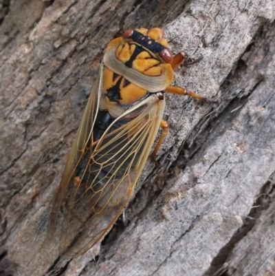 Cyclochila australasiae (Greengrocer, Yellow Monday, Masked devil) at Herne Hill, VIC - 7 Dec 2022 by WendyEM