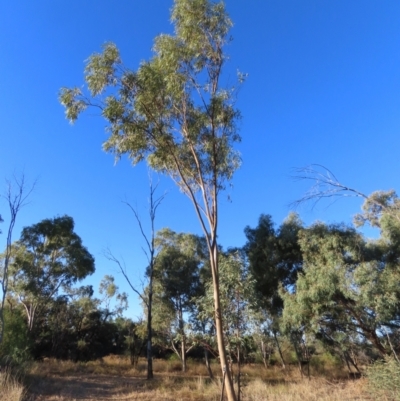 Eucalyptus camaldulensis at Longreach, QLD - 22 Jul 2024 by lbradley