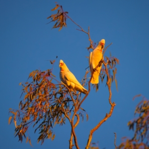 Cacatua tenuirostris at Benalla, VIC - 14 Jul 2024 05:11 PM