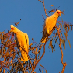 Cacatua tenuirostris at Benalla, VIC - 14 Jul 2024 05:11 PM