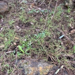 Asparagus asparagoides at Watson, ACT - 22 Jul 2024 03:32 PM