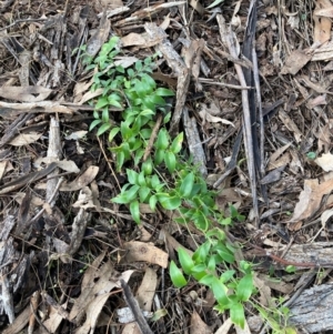 Asparagus asparagoides at Watson, ACT - 22 Jul 2024