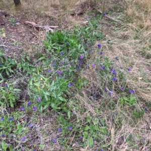 Echium plantagineum at Watson, ACT - 22 Jul 2024