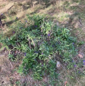 Echium plantagineum at Watson, ACT - 22 Jul 2024 03:44 PM