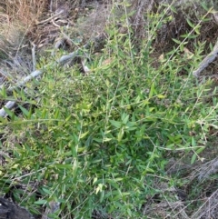 Olea europaea subsp. cuspidata (African Olive) at Watson, ACT - 22 Jul 2024 by waltraud