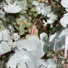 Eucalyptus cinerea subsp. cinerea at Watson, ACT - 22 Jul 2024 by waltraud