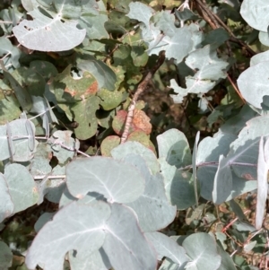 Eucalyptus cinerea subsp. cinerea at Watson, ACT - 22 Jul 2024 10:55 AM