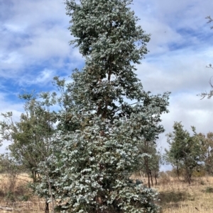 Eucalyptus cinerea subsp. cinerea at Watson, ACT - 22 Jul 2024 10:55 AM