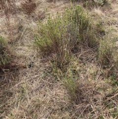 Lavandula stoechas at Watson, ACT - 22 Jul 2024 10:22 AM