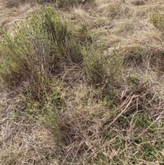 Lavandula stoechas at Watson, ACT - 22 Jul 2024 10:22 AM