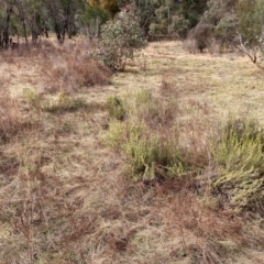 Lavandula stoechas at Watson, ACT - 22 Jul 2024 10:22 AM