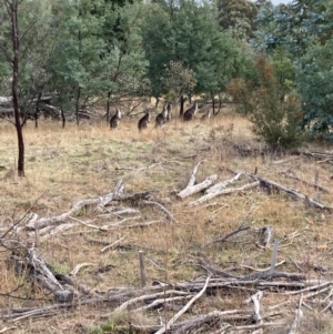 Macropus giganteus at Watson, ACT - 22 Jul 2024 10:53 AM