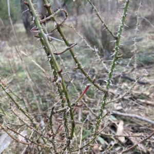 Rosa rubiginosa at Watson, ACT - 22 Jul 2024 02:52 PM