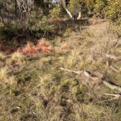 Nassella trichotoma (Serrated Tussock) at Watson, ACT - 22 Jul 2024 by waltraud