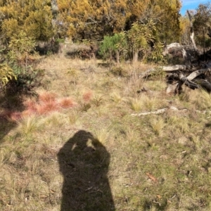 Nassella trichotoma at Watson, ACT - 22 Jul 2024 03:44 PM