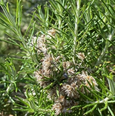 Cassinia laevis subsp. rosmarinifolia (Curry Bush) at Gunderbooka, NSW - 25 Jun 2024 by Tapirlord