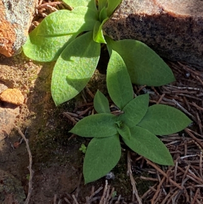 Pterostylis cobarensis (Dryland Orchid) at Gunderbooka, NSW - 25 Jun 2024 by Tapirlord