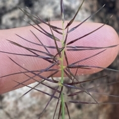 Aristida capital-medusae (Many-Headed Wiregrass) at Gunderbooka, NSW - 25 Jun 2024 by Tapirlord