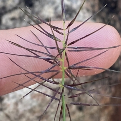 Billardiera fusiformis at Lawson, ACT - 16 Mar 2024 by kasiaaus2