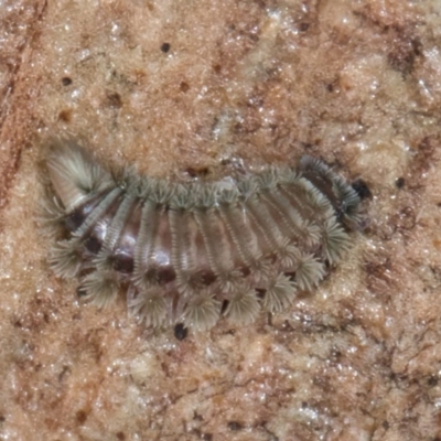 Unidentified Millipede (Diplopoda) at Melba, ACT - 26 Jul 2024 by kasiaaus2