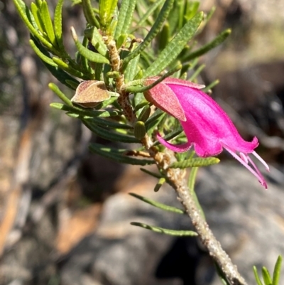 Viola arvensis at Melba, ACT - 5 Jul 2024 by kasiaaus2