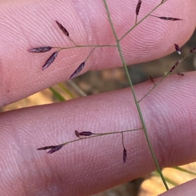 Eragrostis lacunaria (Lovegrass) at Gunderbooka, NSW - 25 Jun 2024 by Tapirlord