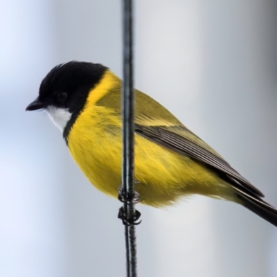 Pachycephala pectoralis at Melba, ACT - 25 Jul 2024 by kasiaaus2