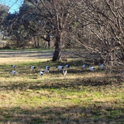 Threskiornis molucca at Melba, ACT - 20 Jul 2024 by kasiaaus2