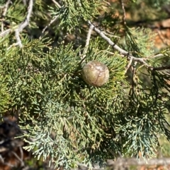 Callitris glaucophylla (White Cypress Pine) at Gunderbooka, NSW - 25 Jun 2024 by Tapirlord