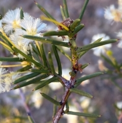 Acacia genistifolia at Giralang, ACT - 30 Jul 2024 by mcosgrove