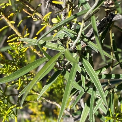 Acacia genistifolia at Giralang, ACT - 30 Jul 2024 by mcosgrove