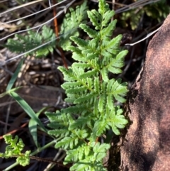 Cheilanthes sieberi subsp. sieberi (Mulga Rock Fern) at Gunderbooka, NSW - 25 Jun 2024 by Tapirlord