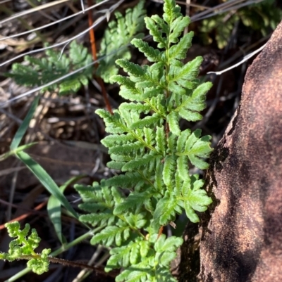 Cheilanthes sieberi subsp. sieberi (Mulga Rock Fern) at Gunderbooka, NSW - 25 Jun 2024 by Tapirlord