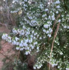 Erica lusitanica at Giralang, ACT - 30 Jul 2024 by mcosgrove