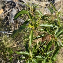 Alstonia constricta (Bitterbark, Quinine Bush) at Gunderbooka, NSW - 25 Jun 2024 by Tapirlord