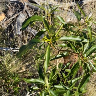 Alstonia constricta (Bitterbark, Quinine Bush) at Gunderbooka, NSW - 25 Jun 2024 by Tapirlord