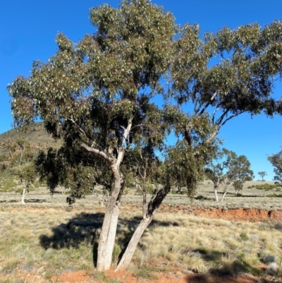 Unidentified Bird at Denman Prospect, ACT - 4 Aug 2024 by Choyster